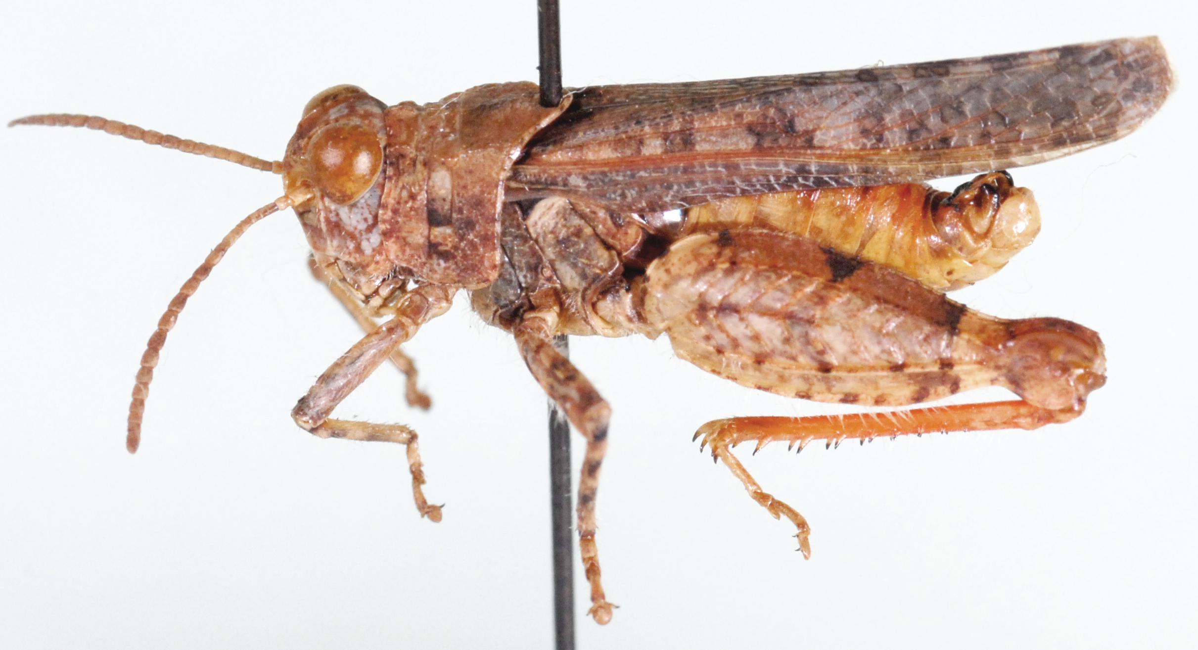Plegmapteroides minutus Dirsh, 1959: male, lateral view. (Otu).