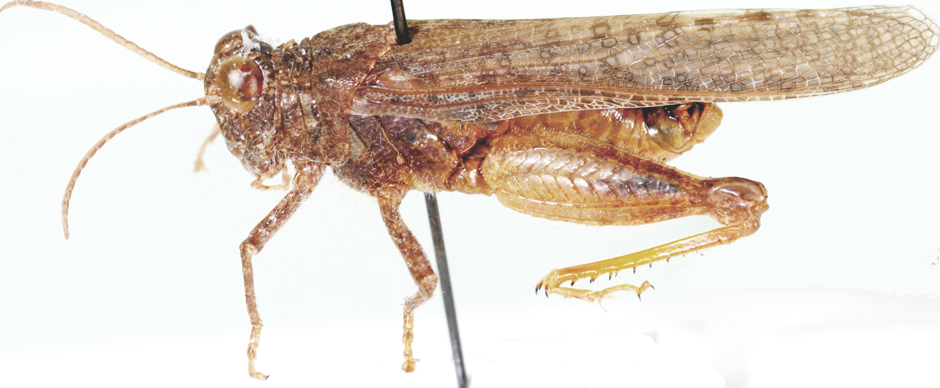 Plegmapteropsis gracilis Dirsh, 1956: male, lateral view. (Otu).