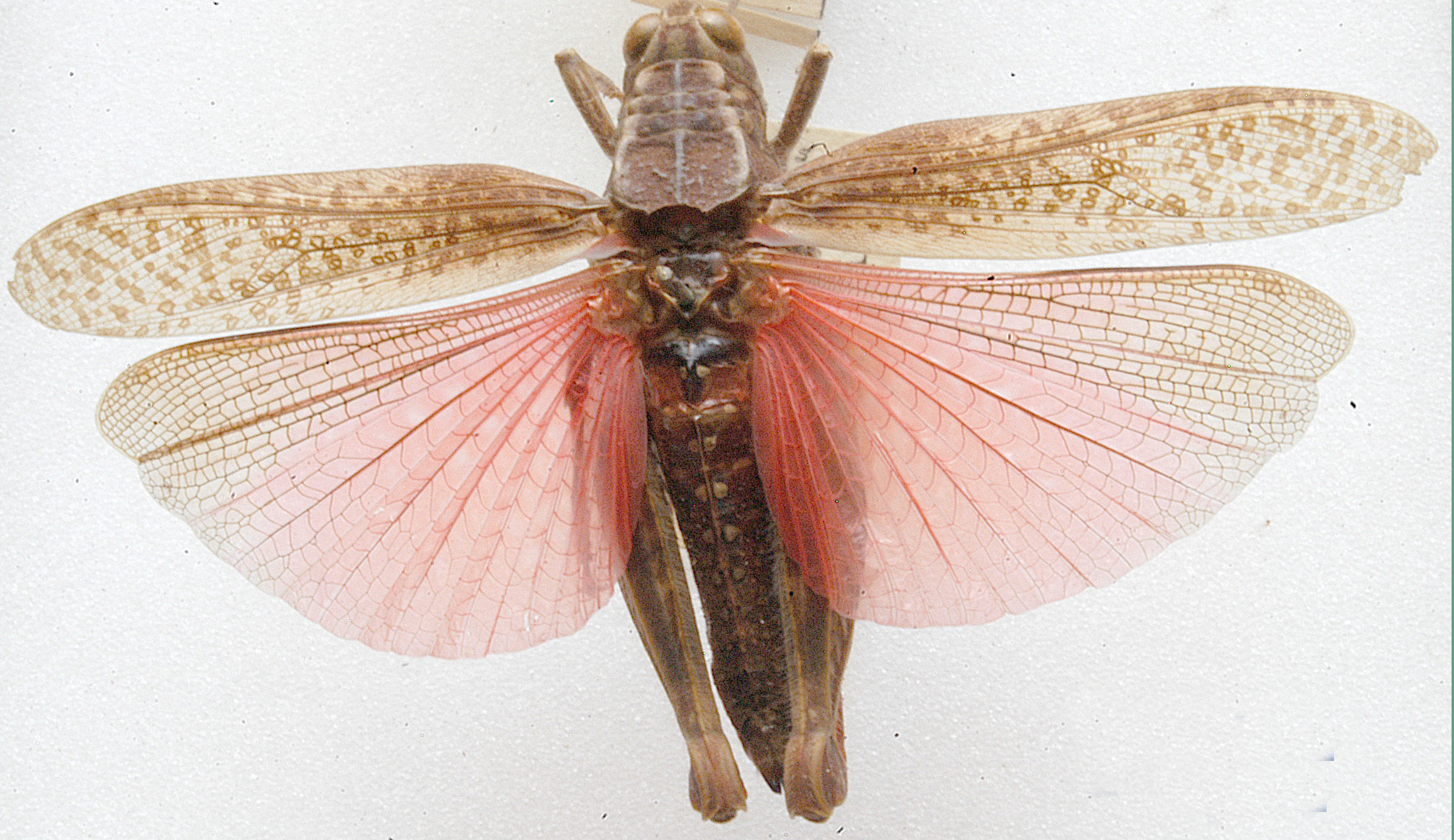 Plegmapterus fernandezi (Uvarov, 1922): dorsal view. (Otu).
