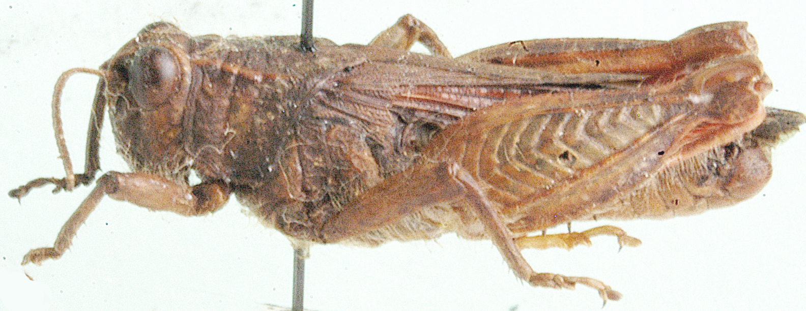 Plegmapterus irisus (Serville, 1838): lateral view. (Otu).