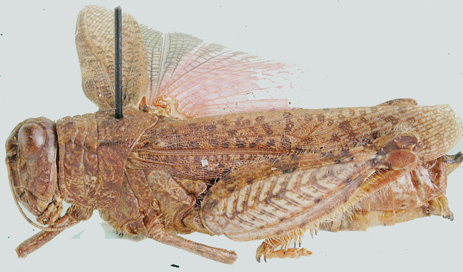 Plegmapterus saturatus (Walker, 1870): female, lateral view. (Otu).