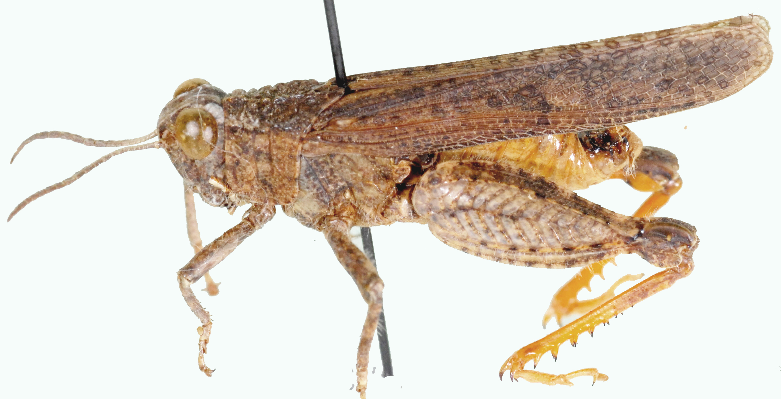 Plegmapterus sinuosus (Martínez y Fernández-Castillo, 1898): male, lateral view. (Otu).