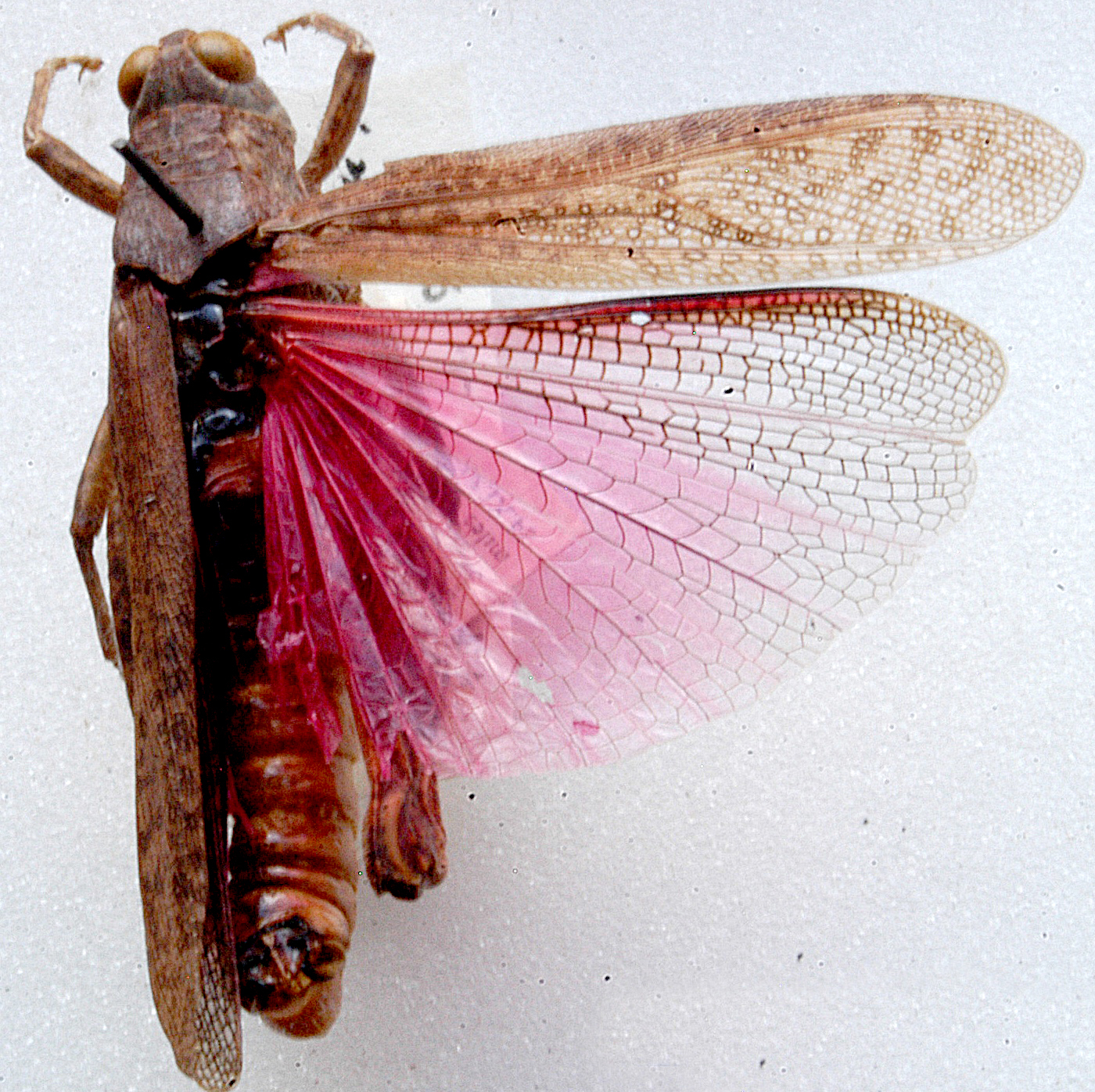 Plegmapterus splendens Dirsh, 1956: dorsal view. (Otu).