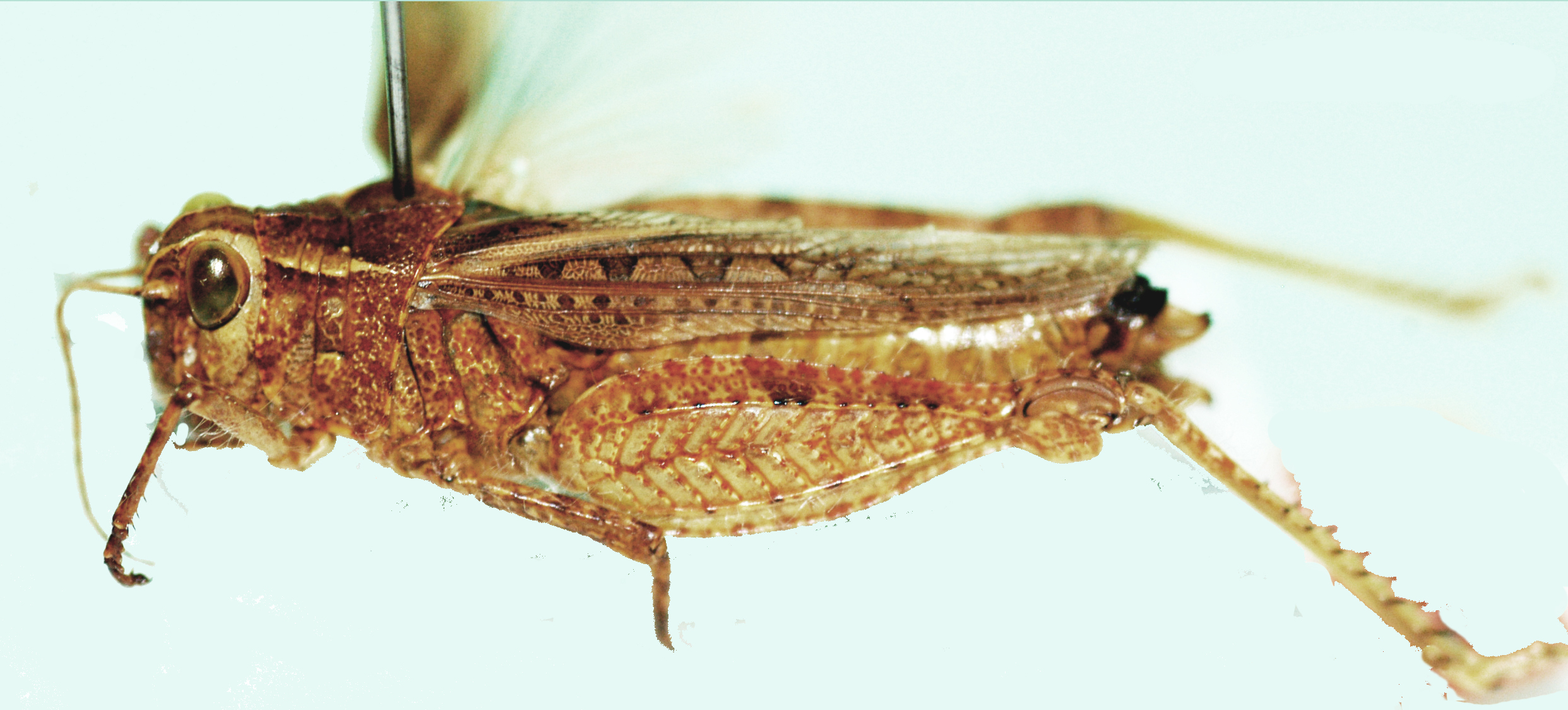 Rhodesiana cuneicerca Johnsen, 1980: female, lateral view. (Otu).