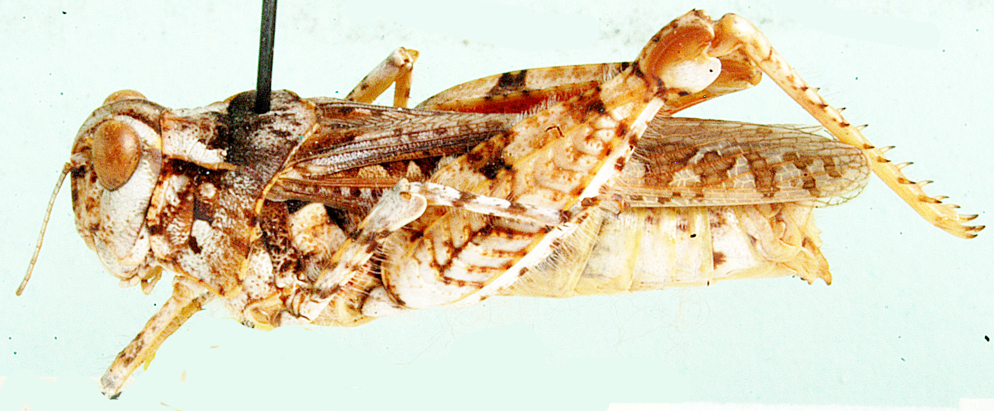 Rhodesiana maculata Dirsh, 1959: female, lateral view. (Otu).