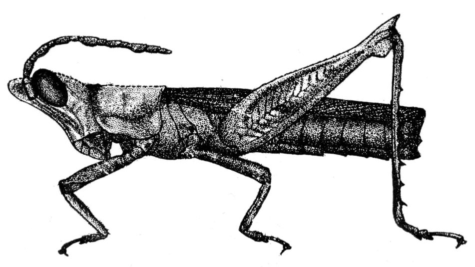 Guetaresia lankesteri Rehn, 1929: Pl.2, Fig. 3 (after type). female, lateral view (body length 27 mm, pronotum 4.5 mm, hind femur 13 mm). (Otu).