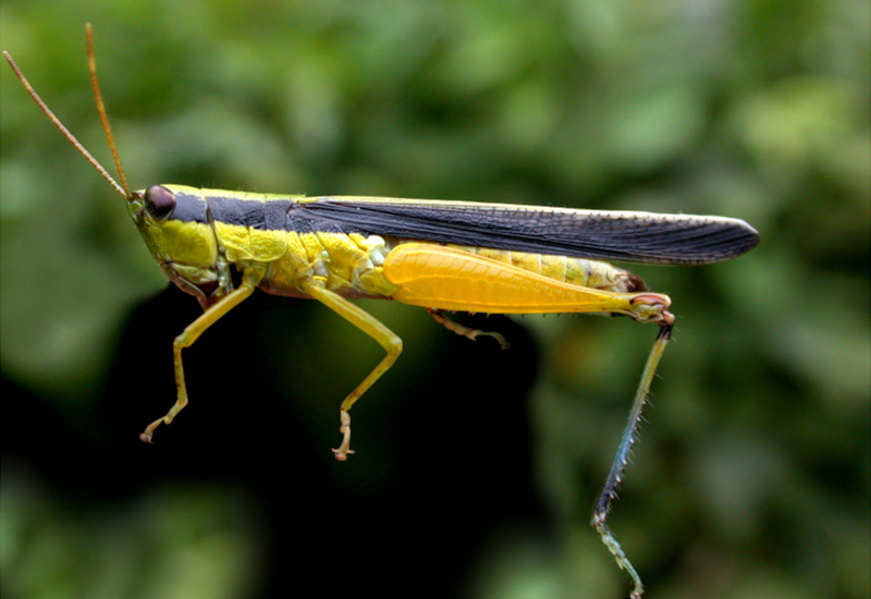 Cornops aquaticum (Bruner, 1906): male. (Otu).