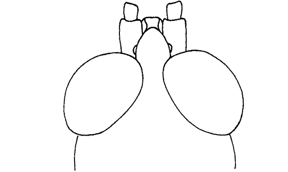 Stenopola bicoloripes (Descamps & Amédégnato, 1972): Fig. 72. male, head, dorsal view. (Otu).