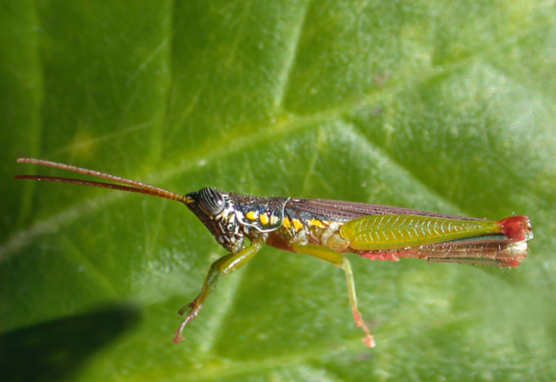 Stenopola bohlsii Giglio-Tos, 1895: male. (Otu).