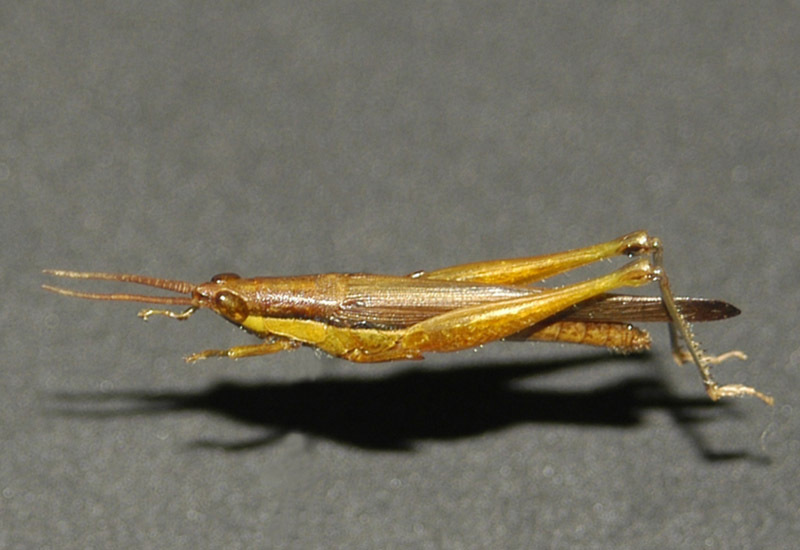 Stenopola dorsalis (Thunberg, 1827): male. (Otu).