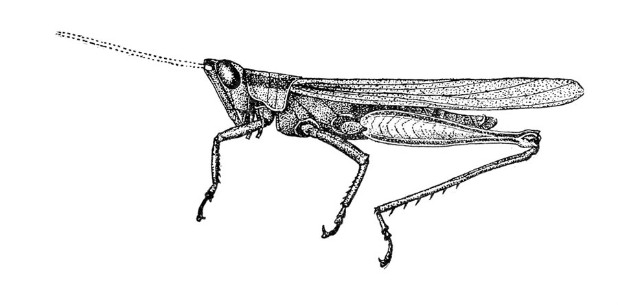 Stenopola pallida (Bruner, 1906): Fig. 24. male, lateral view (Inusia bonitensis). (Otu).