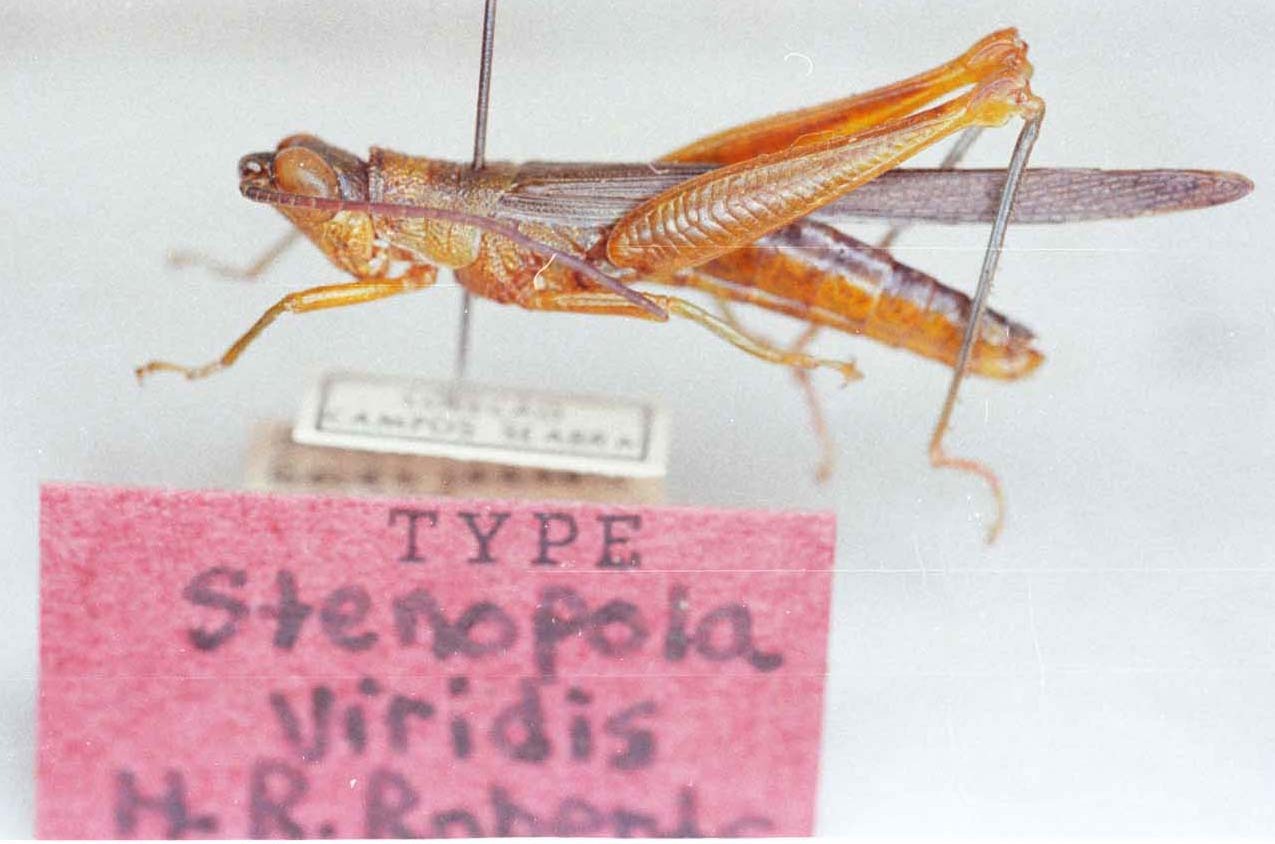 CollectionObject 1478417; 3f39ed96-2f5c-48d0-9756-cecff68f29c0: Image Carbonell, C.S. male, lateral view (holotype). (CollectionObject).