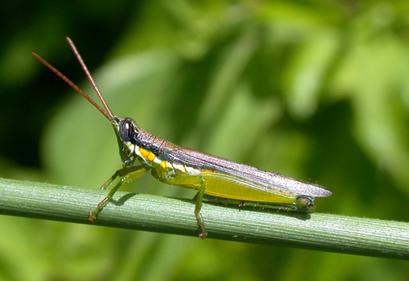 Stenopola puncticeps puncticeps (Stål, 1861): male (Argentina, Salta, Parque Nacional El Rey). (Otu).