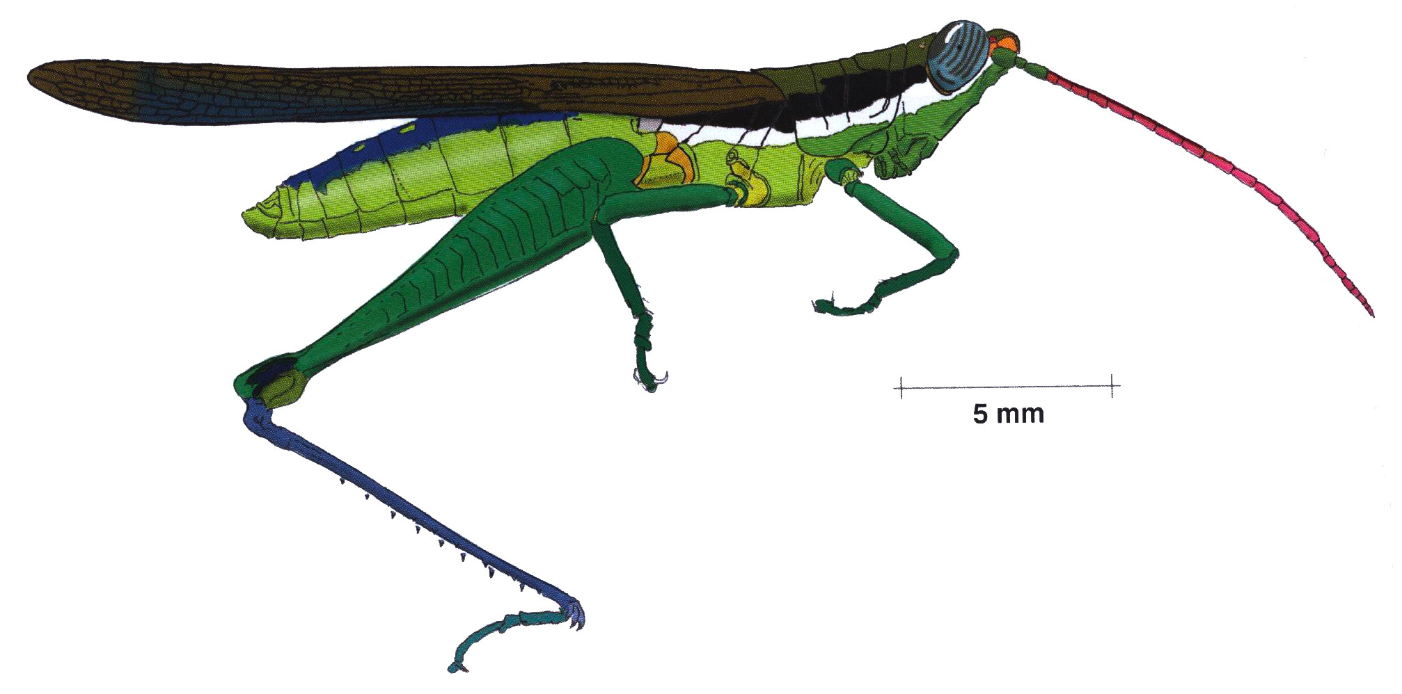 Stenopola puncticeps limbatipennis Stål, 1873: male, lateral view. (Otu).