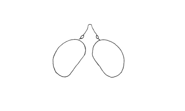 Stenopola rubrifrons rubrifrons Roberts & Carbonell, 1979: Fig. 15A. male, eyes and fastigium, dorsal view. (Otu).