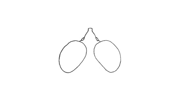 Stenopola rubrifrons mima Roberts & Carbonell, 1979: Fig. 16A. male, eyes and fastigium, dorsal view. (Otu).