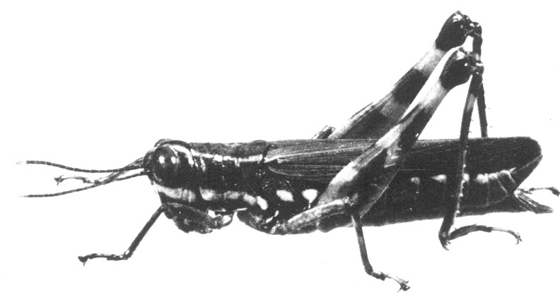 Tetrataenia surinama (Linnaeus, 1764): Plate 1A. female habitus. (Otu).