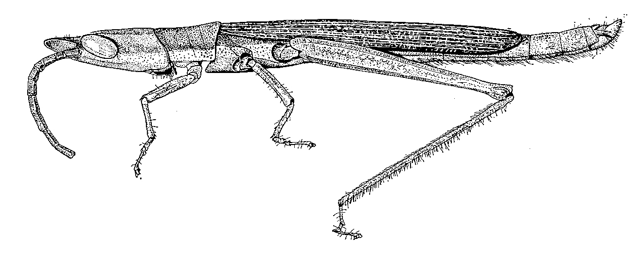 Xenismacris cyanoptera cyanoptera (Gerstaecker, 1889): Fig. 78. male, habitus. (Otu).