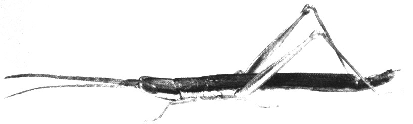 Xenismacris cyanoptera odorata Roberts & Carbonell, 1980: Plate II H. male, habitus. (Otu).