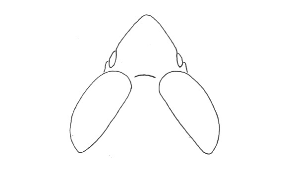 Belosacris stali (Bruner, 1908): Fig. 19A. female, eyes and fastigium, dorsal view. (Otu).