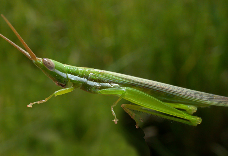 Tucayaca gracilis (Giglio-Tos, 1897): female. (Otu).