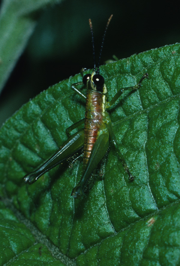 Hylopedetes surdus Descamps & Rowell, 1978: individual from Costa Rica. (Otu).
