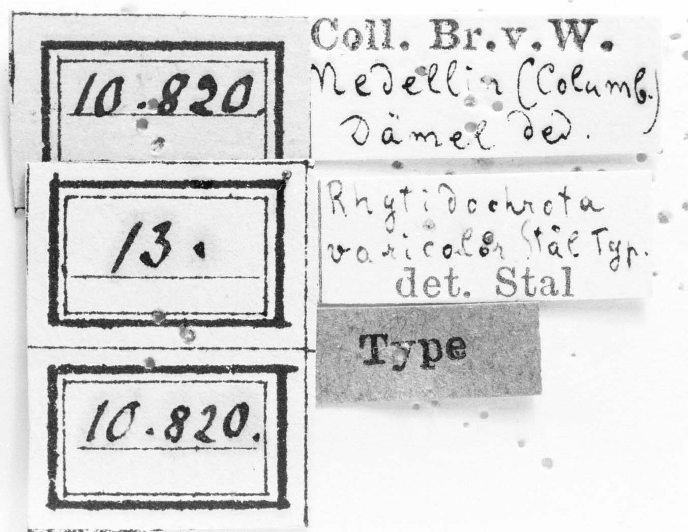 CollectionObject 1532788; ff54796d-4ad5-4809-9964-2e19516c40db: Image Carbonell, C.S. labels (syntype). (CollectionObject).