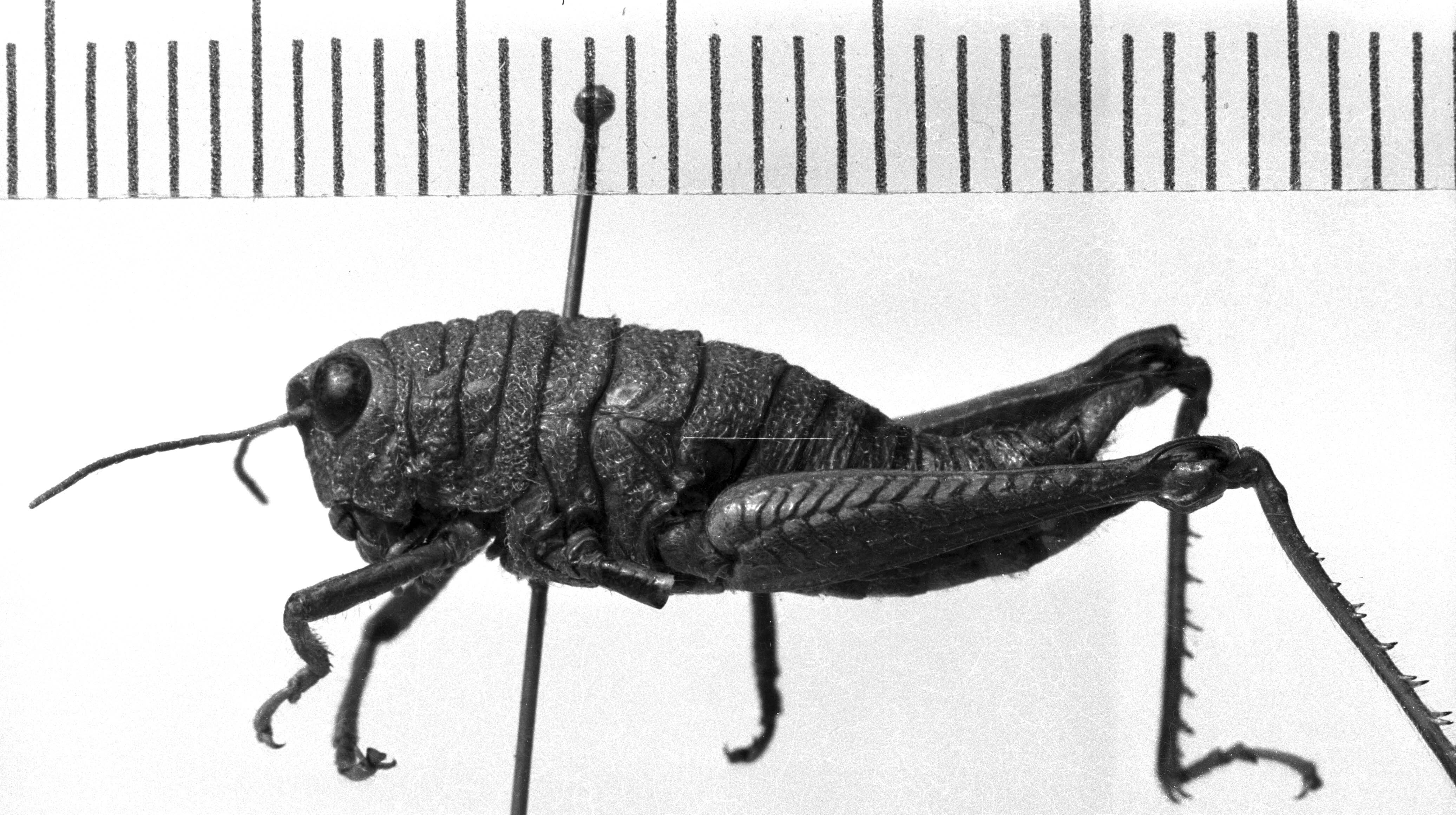 CollectionObject 1530292; fa6ea800-51a1-48c3-b8a9-0f7a2bd3f3c7: Image Carbonell, C.S. female, lateral view (holotype). (CollectionObject).