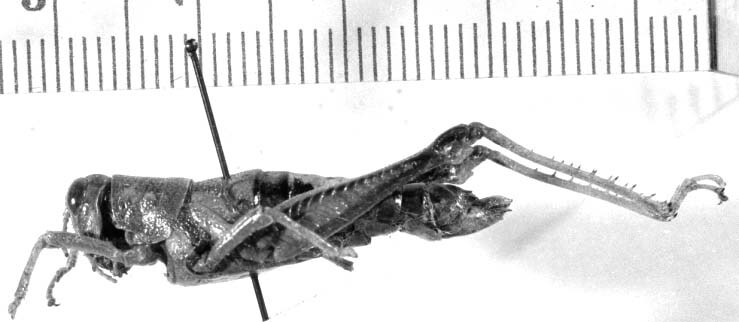Psiloscirtus bolivianus (Bruner, 1920): female, lateral view. (Otu).