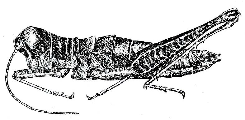 Trichopaon tatei (Hebard, 1924): Pl. VIII, Fig. 10 [in legend 9 and 10 confused]. female (body length 27 mm, hind femur 17.8 mm). (Otu).