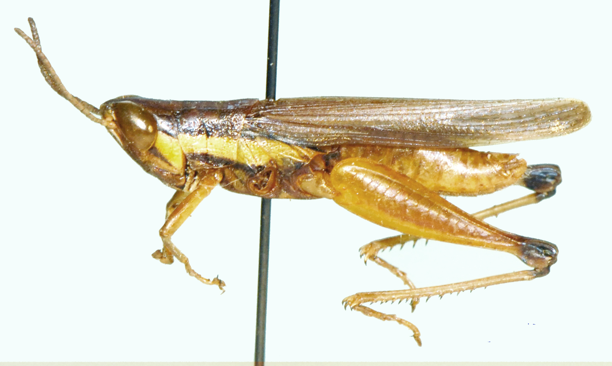 Spathosternum nigrotaeniatum (Stål, 1876): male, lateral view. (Otu).