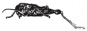 Robecchia obesa Schulthess, 1898: Fig. 11. male habitus (body length 20 mm, pronotum 8 mm, tegmen 3.5 mm, hind femur 10 mm). (Otu).