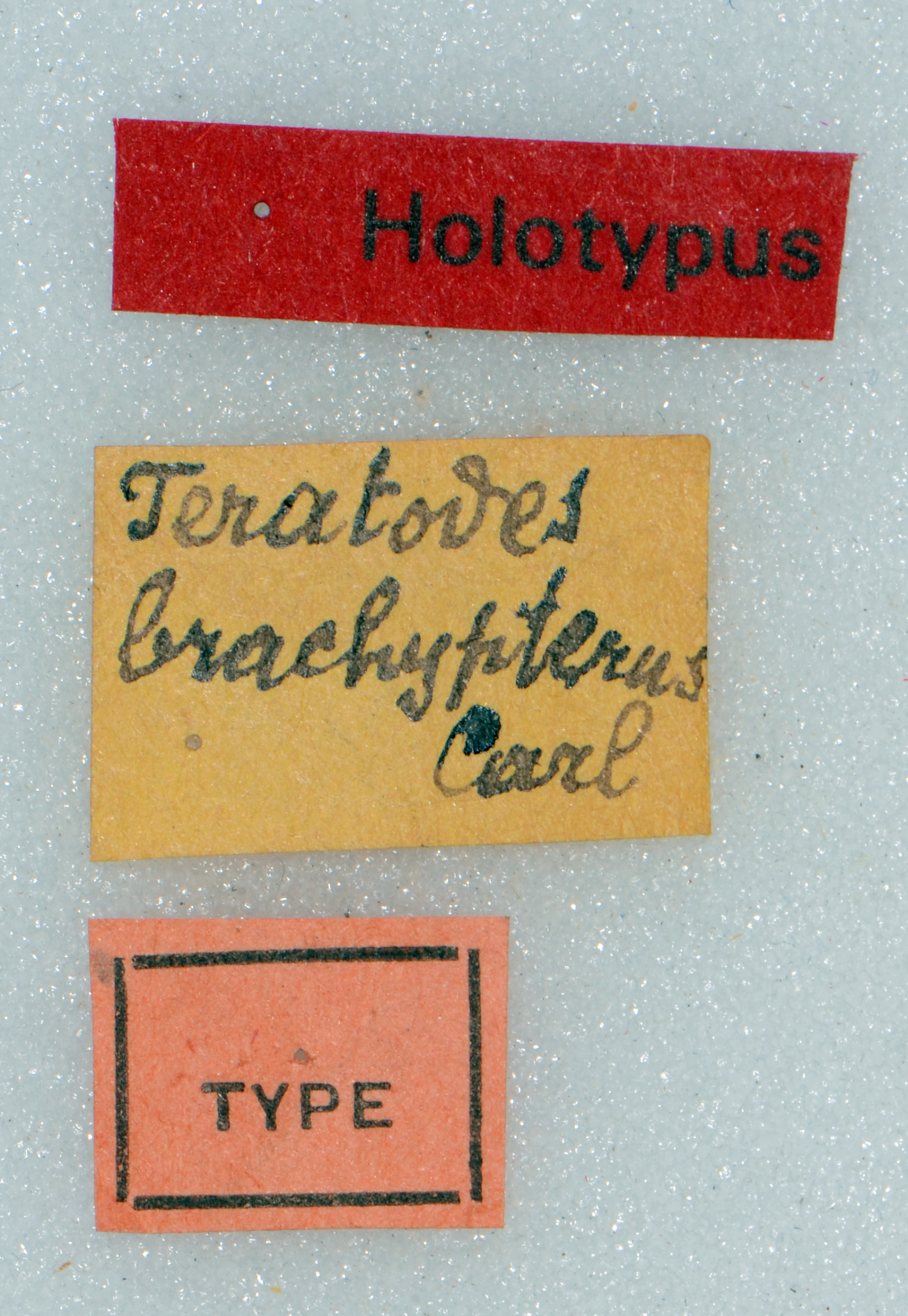 CollectionObject 1506316; 85ae1063-96d6-42cc-9028-06a348b6391b: labels (holotype). (CollectionObject).
