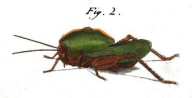 Teratodes monticollis (Gray, 1832): Pl. II. Fig. 2. habitus of Gryllus foliatus (body length not much over 1 inch). (Otu).