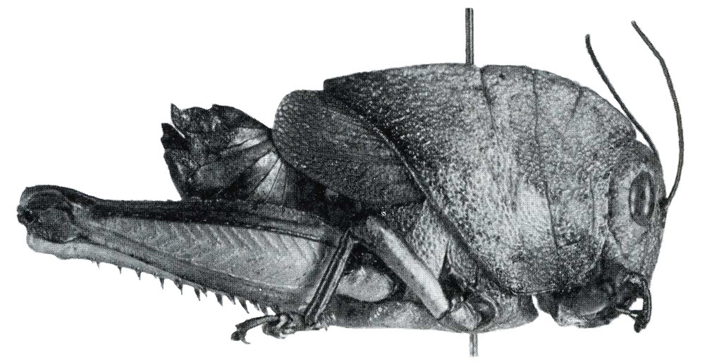 Acrostegastes affinis Schulthess, 1898: Fig. IV. female from Giohar. (Otu).
