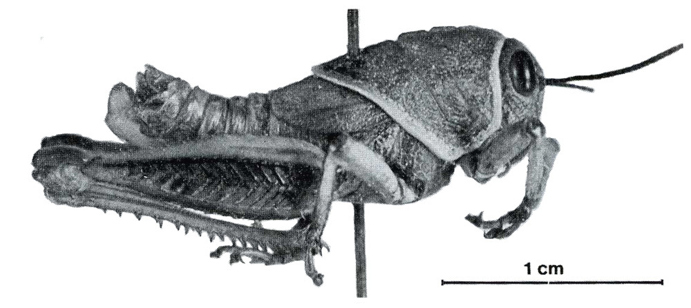 Acrostegastes florisi Baccetti, 1984: Fig. VIII. male, lateral view (holotype). (Otu).