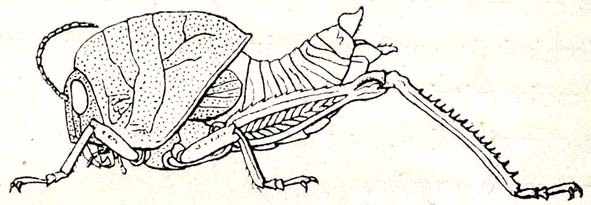 Acrostegastes glaber Karsch, 1896: Fig. 27. female (body length 36 mm, pronotum 21 mm). (Otu).