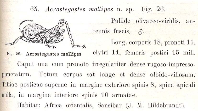 Acrostegastes mollipes Karsch, 1896: p. 303. original description (with figure). (Otu).