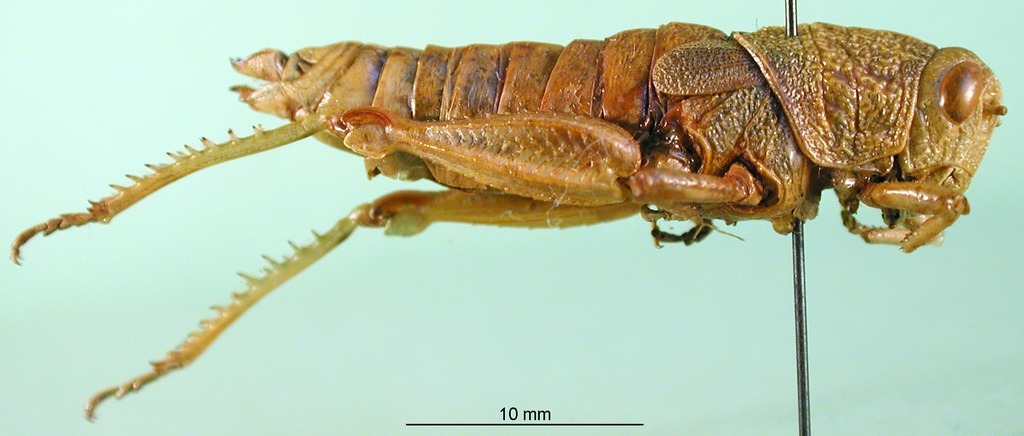 CollectionObject 1501411; 4cad68e4-489e-4cdb-b347-ad0463e8e9b2, DORSA BA000641S01: female, lateral view (holotype). (CollectionObject).
