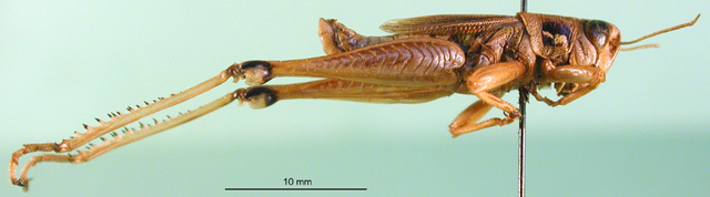 CollectionObject 1501325; 51d64e69-bf22-4eb3-9a77-fb19e623b552: male, lateral view (lectotype). (CollectionObject).