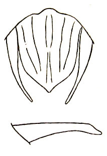 Eyprepocnemis burmana Ramme, 1941: Fig. 54. male genital region and left cercus. (Otu).