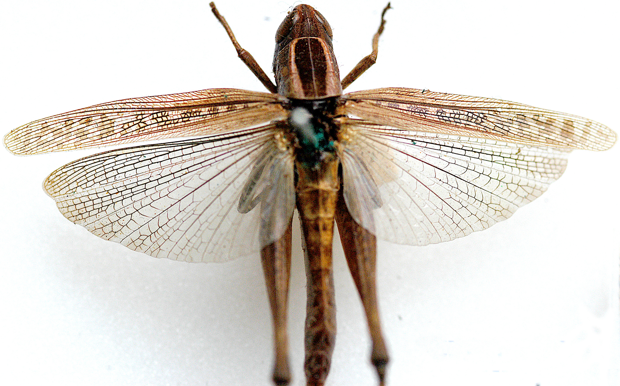 Eyprepocnemis calceata (Serville, 1838): dorsal view. (Otu).
