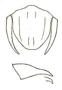 Eyprepocnemis hokutensis Shiraki, 1910: Fig. 54. male genital region and left cercus (Euprepocnemis olivacea). (Otu).