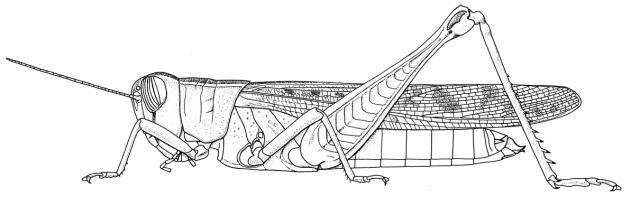 Eyprepocnemis noxia Dirsh, 1950: Page 119, Figure 4. female habitus. (Otu).