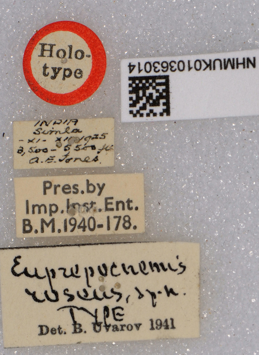 CollectionObject 1519081; fe3b82ca-9bd1-4342-a87f-11df98611731: labels (holotype). (CollectionObject).