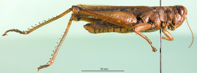 CollectionObject 1501329; df7fe3f2-1c95-474b-8206-fdefd33f3159: male, lateral view (holotype). (CollectionObject).