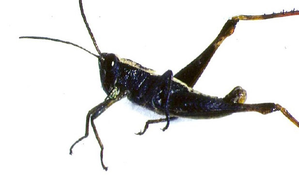 Eyprepocprifas insularis Donskoff, 1982: male (San Nicolau, Cape Verde archipelago). (Otu).