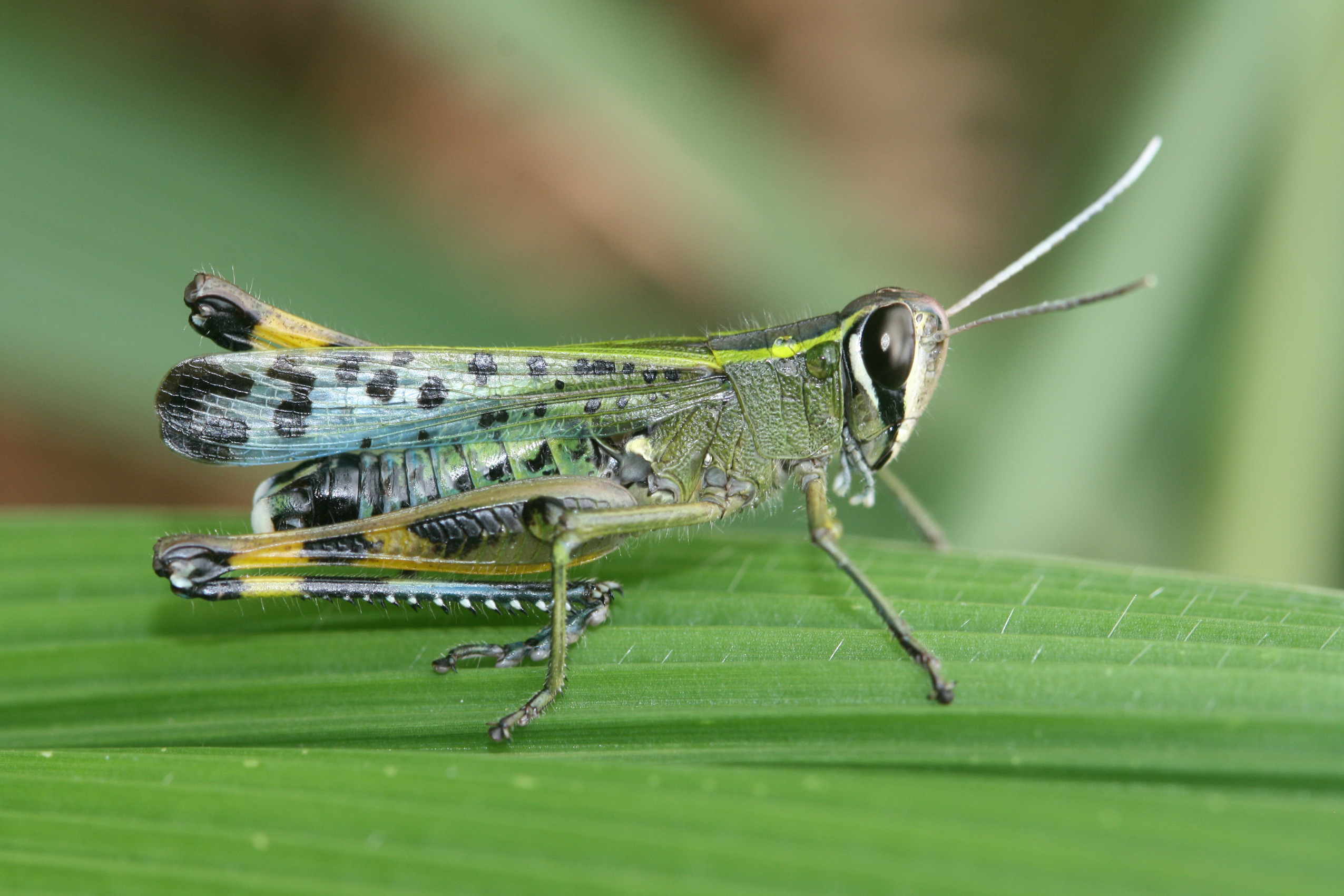 Heteracris speciosa (Sjöstedt, 1913): 2014. male (Kwa Zulu Natal, Karkloof 1250 m, forest edge). (Otu).