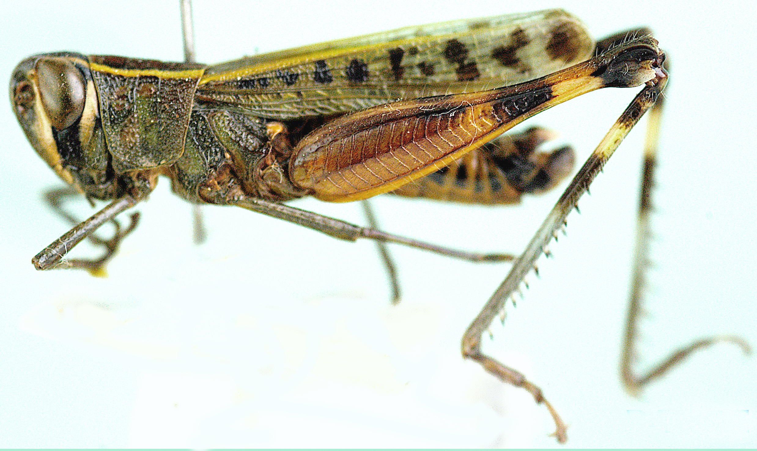Heteracris acuticercus Grunshaw, 1991: male, lateral view. (Otu).