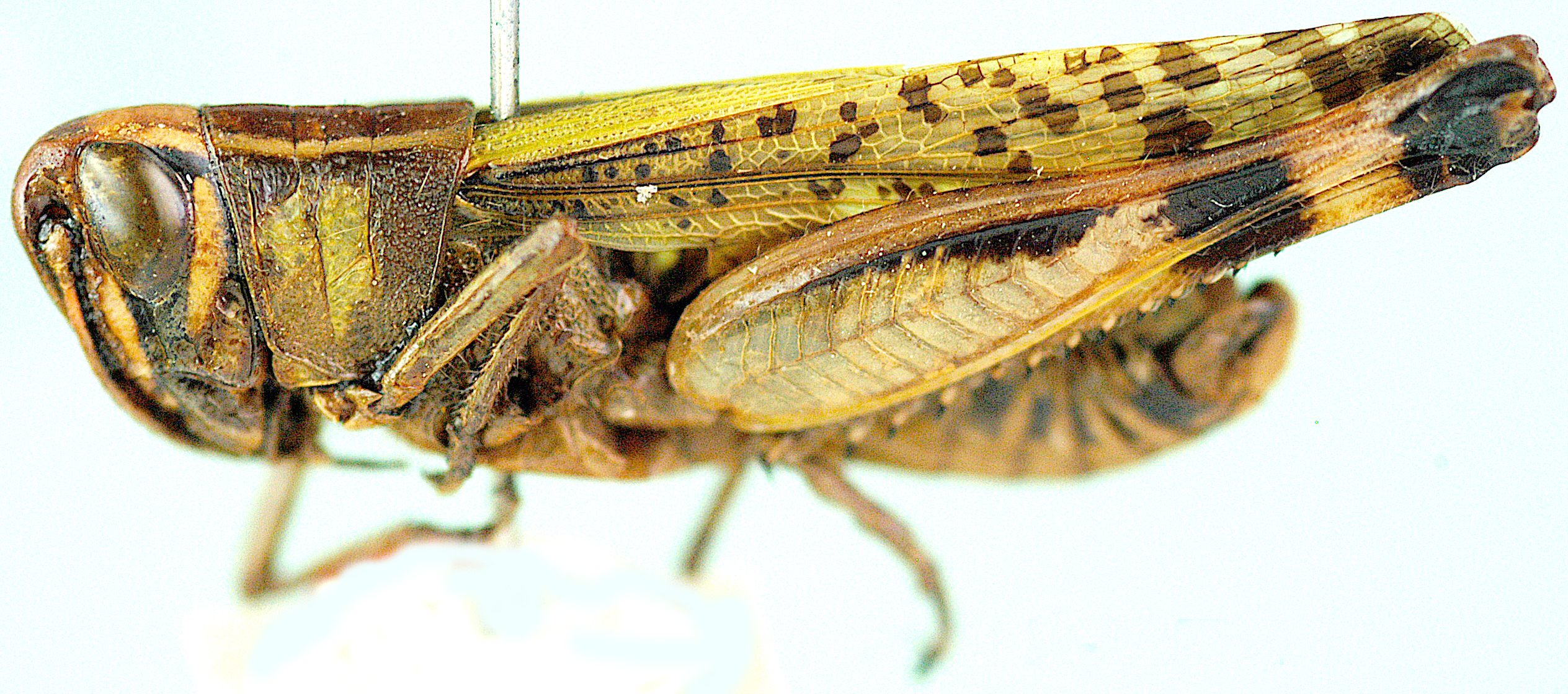 Heteracris drakensbergensis Grunshaw, 1991: male, lateral view. (Otu).